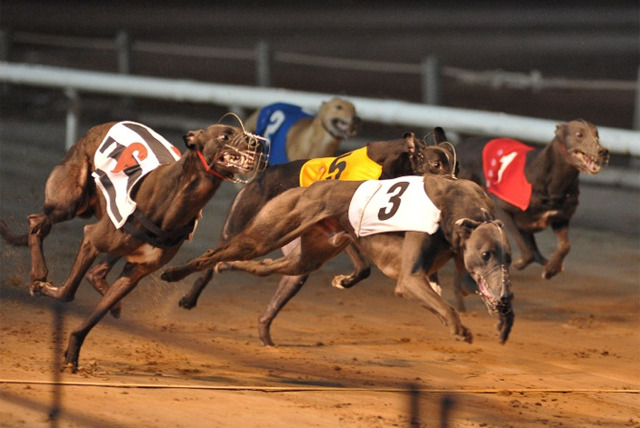 Il problema dei greyhound da corsa - Adozione Levrieri - GACI