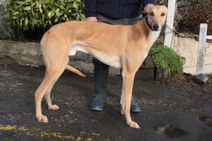Greyhound