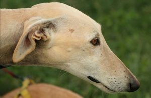 Galgo