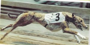 problema greyhound da corsa