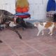 GOYA CON GATOS (1)