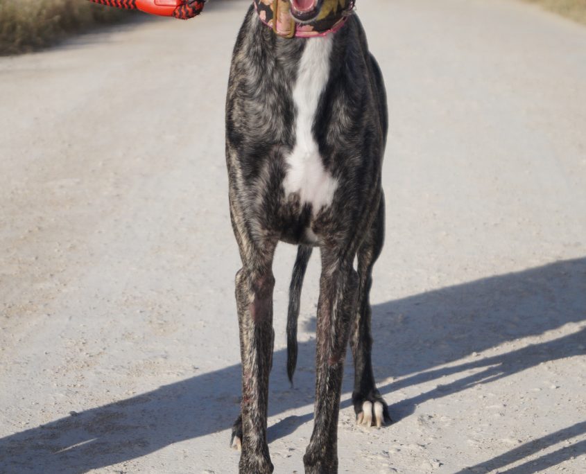 GOYA NUEVAS FOTOS (12)