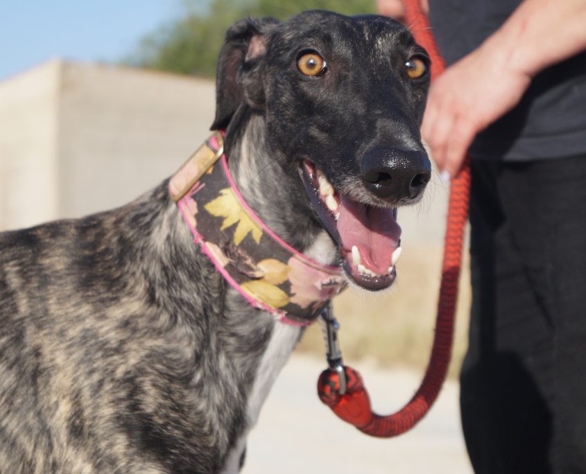 GOYA NUEVAS FOTOS (19)