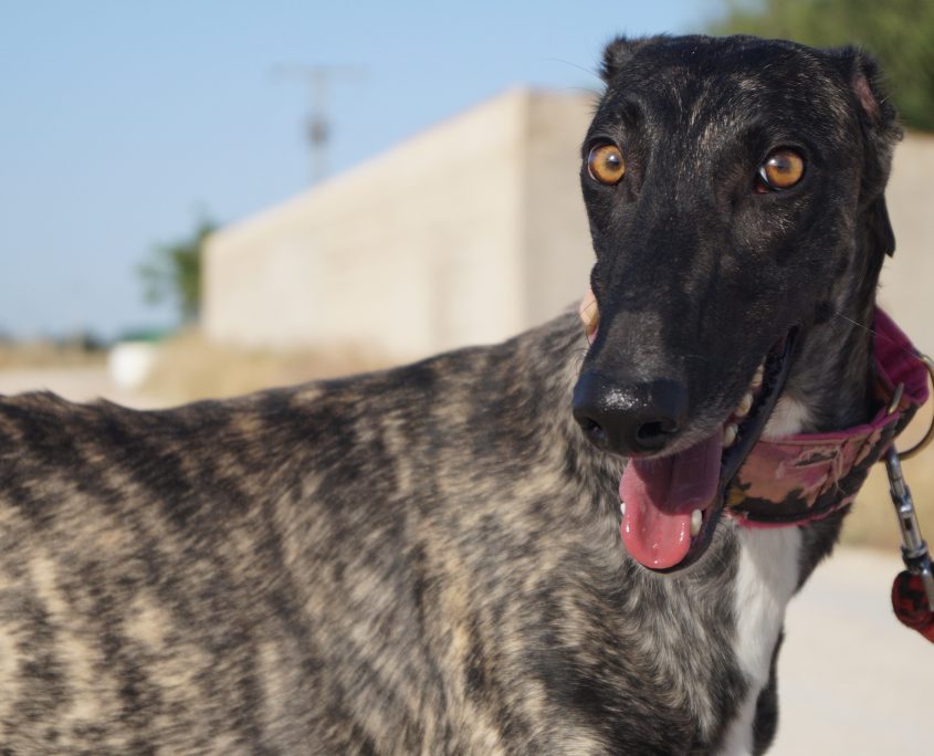 GOYA NUEVAS FOTOS (21)