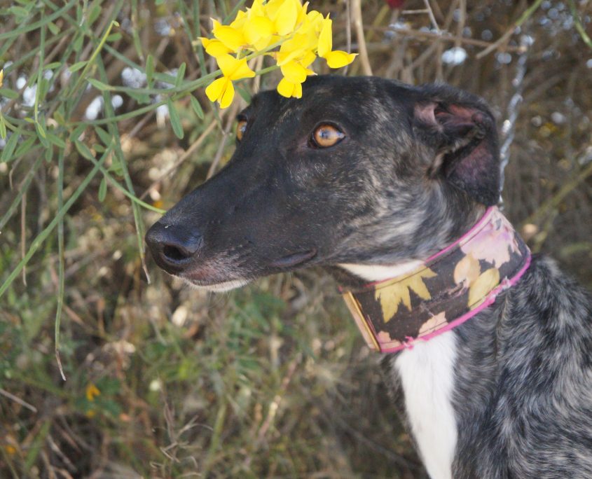 GOYA NUEVAS FOTOS (5)