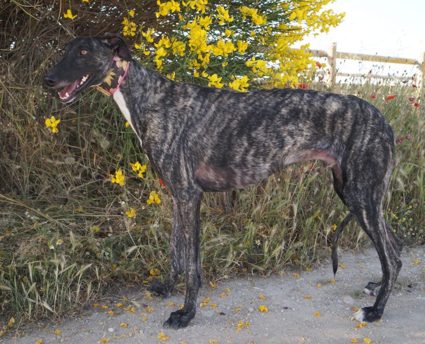 GOYA NUEVAS FOTOS (7)