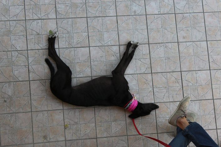 18671334_899483746856423_890322645861556986_o