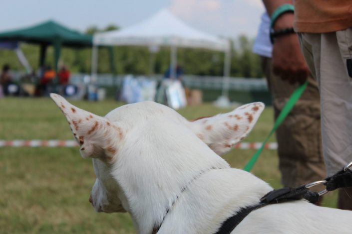 18739165_899474496857348_6070224463952390227_o