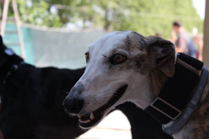 18768651_899473996857398_1021383279236274630_o