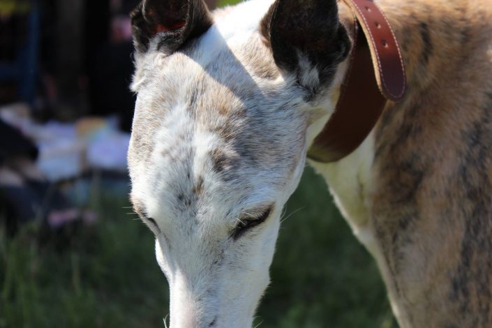 18815235_899476540190477_1739492693258791417_o