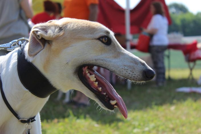 18815300_899474780190653_7504834918419643884_o