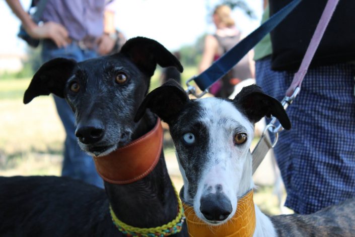 18815319_899475290190602_8368186379428883245_o