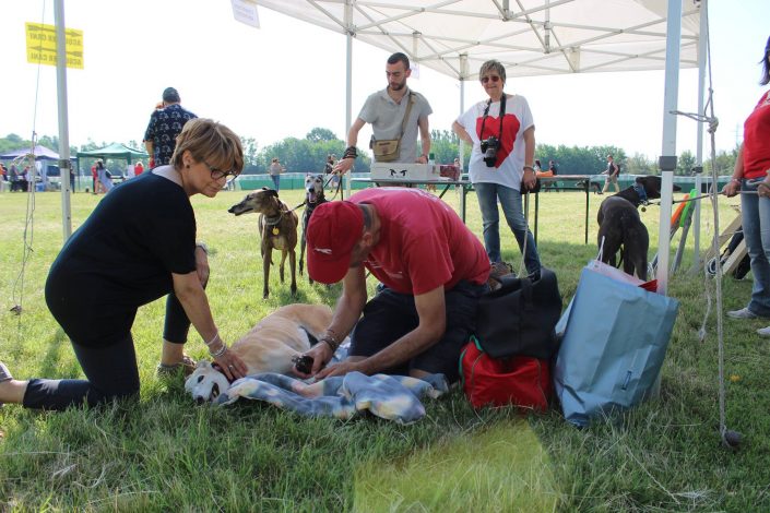 18815370_899480016856796_7219720980388895852_o