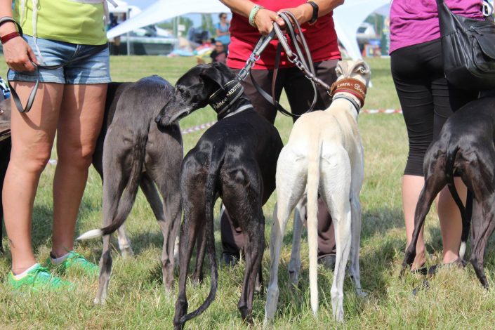 18836598_899483110189820_3353441316074893935_o