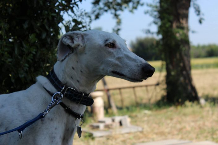 18836755_899473660190765_2980597506271980793_o