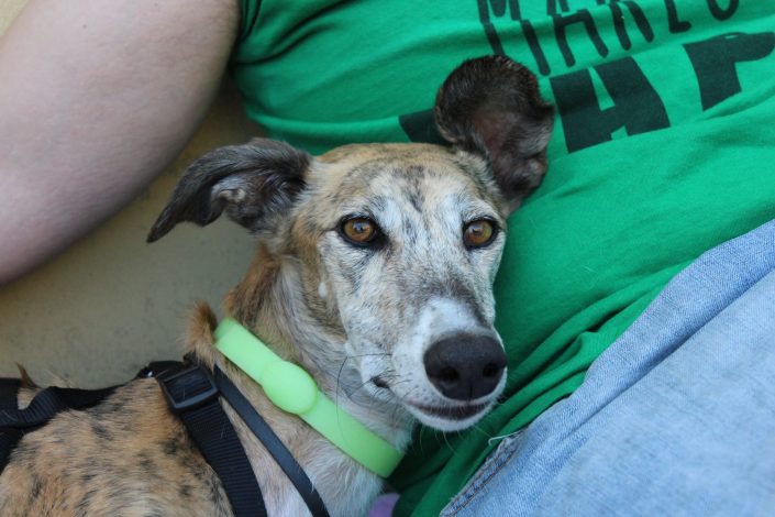 18836908_899482386856559_6931713482948212809_o