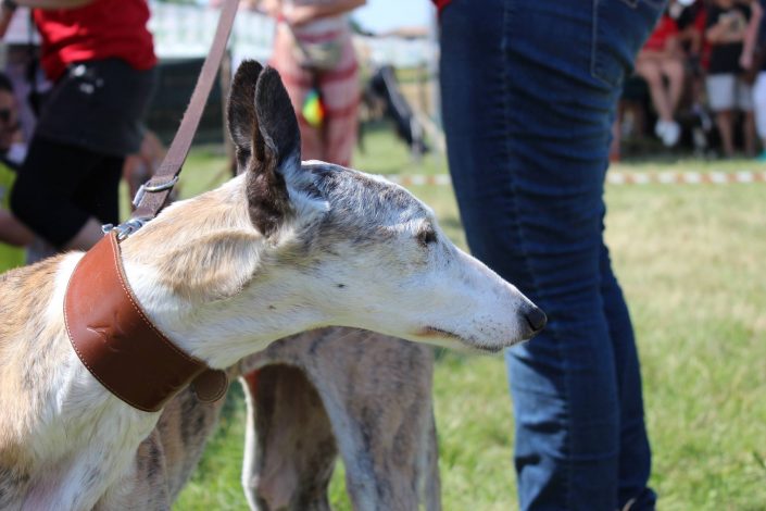 18839465_899476396857158_323670610611601246_o