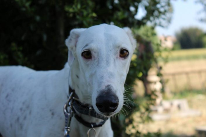 18839503_899473680190763_9119597692640199647_o