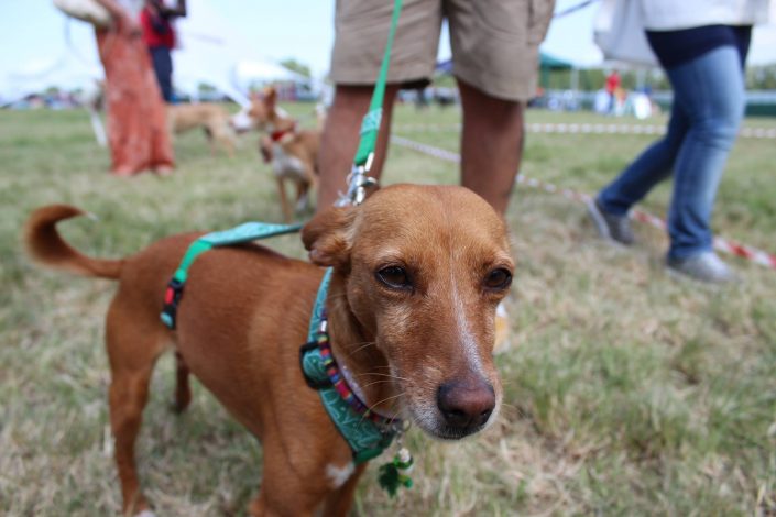 18879933_899474560190675_7521721907557980195_o