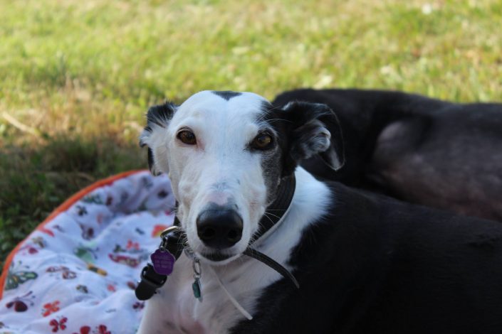 18879953_899473773524087_8233108413435748665_o