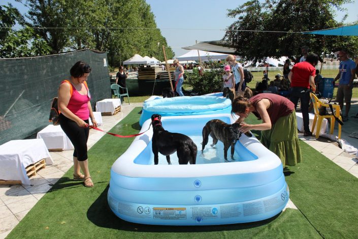 18880003_899483906856407_6837272687756314088_o