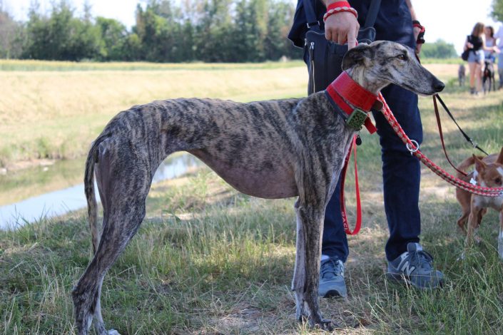 18880173_899480493523415_2908143071631375537_o