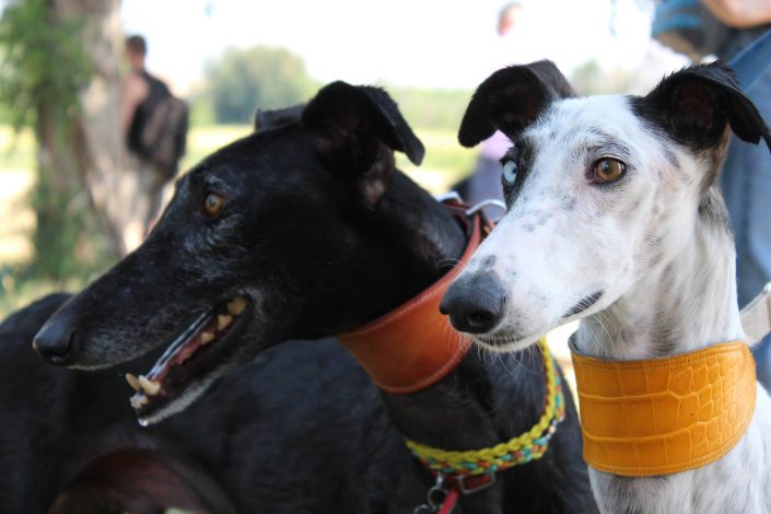 18880194_899475226857275_9057633052614041393_o