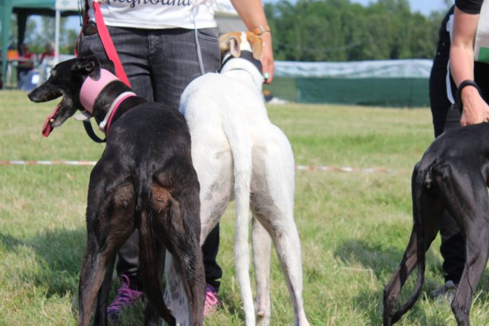 18880342_899477023523762_5601956945913461828_o