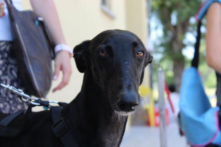 18891556_899475890190542_7669324237518023069_o