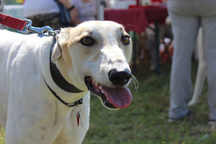 18891641_899473730190758_3974932331064298806_o