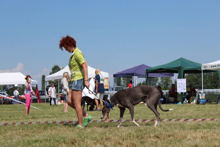 18891731_899479346856863_1769875587934864025_o