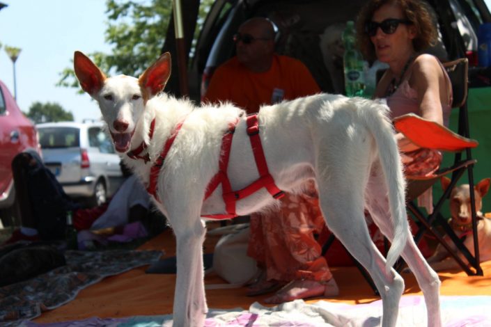 18921179_899474050190726_2734077692335734288_o