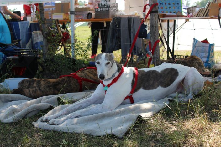 18922480_899480456856752_8100731545678944117_o