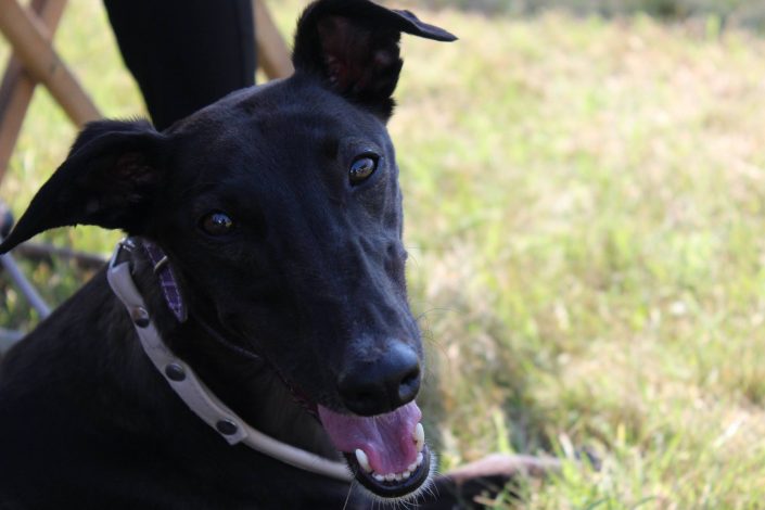 18922729_899475106857287_3164419322663787252_o