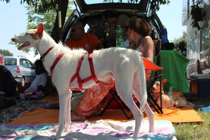 18953307_899478583523606_6270659556753399739_o