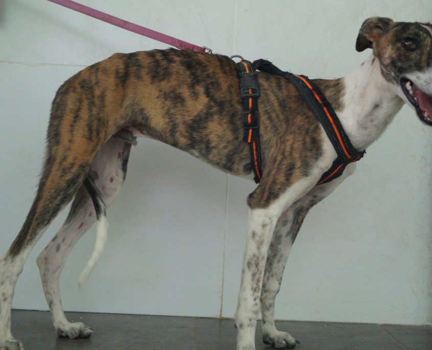 P170718_01 JUMP M0,5(11)