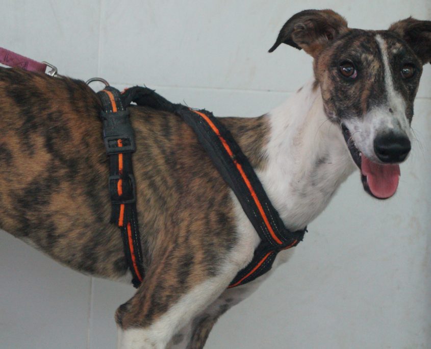 P170718_01 JUMP M0,5(12)