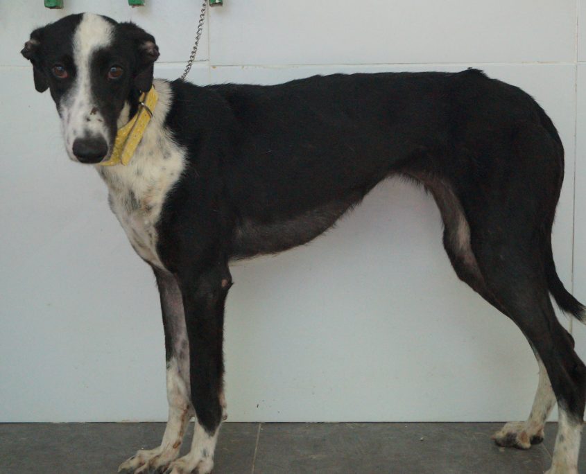 P170721_01 TAS H3 (1)