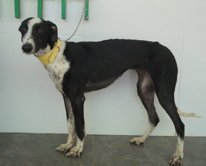 P170721_01 TAS H3 (6)