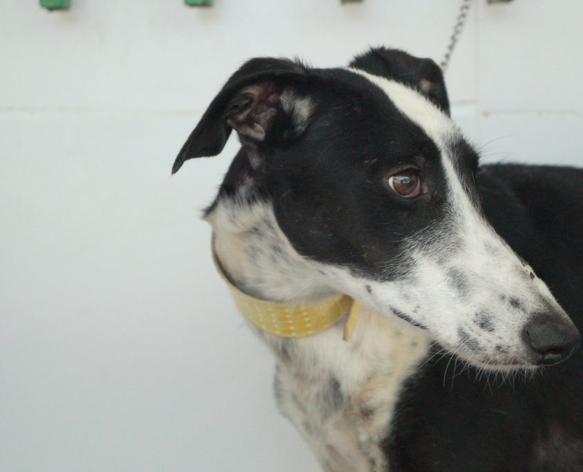 P170721_01 TAS H3 (9)