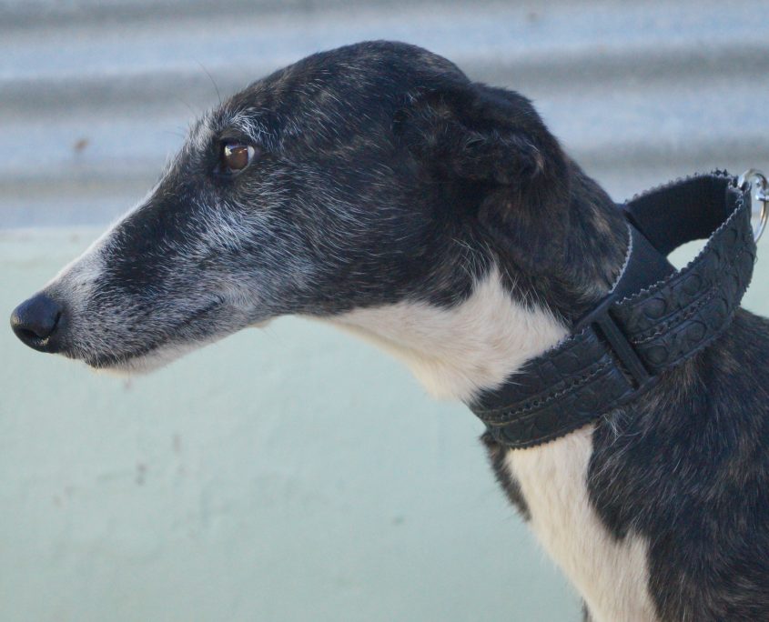 P171023_04 CULEBRA H4 941000017016787 ( ABANDONO) (1)