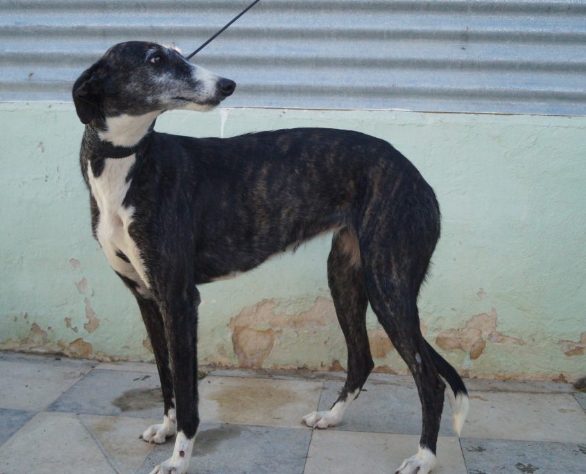 P171023_04 CULEBRA H4 941000017016787 ( ABANDONO) (5)