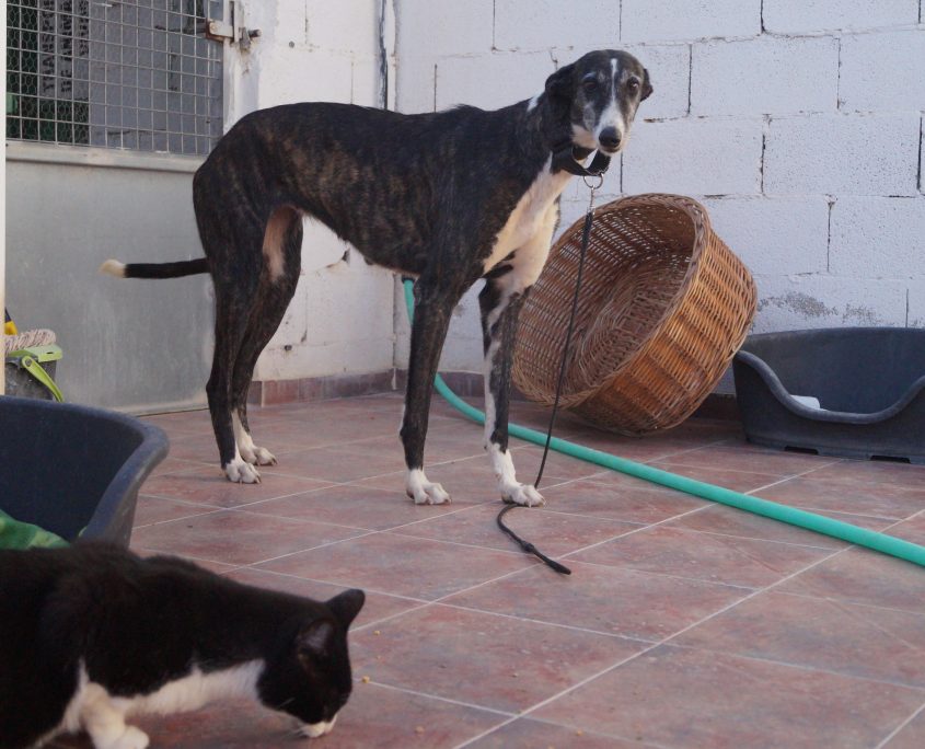 culebra con gatos (1)