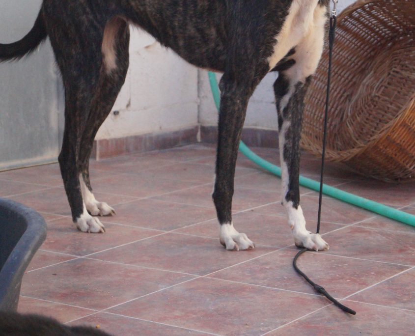 culebra con gatos (2)