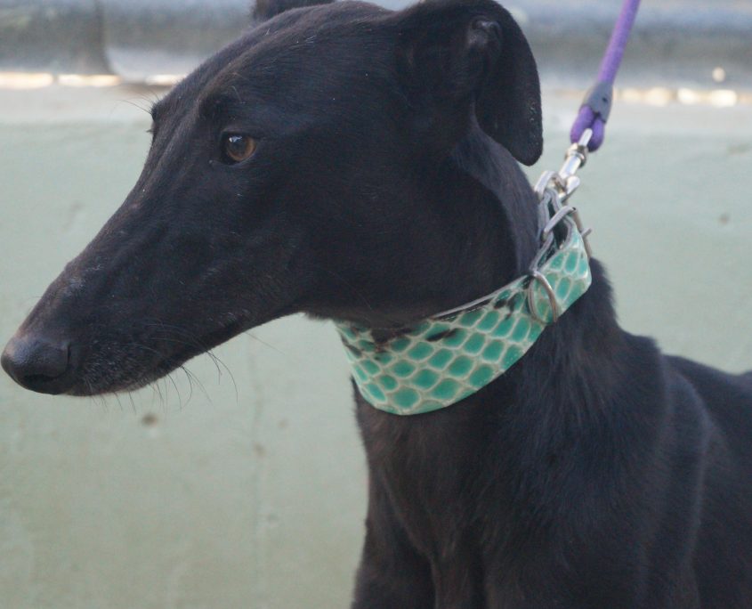 JAIMA NUEVAS FOTOS (5)