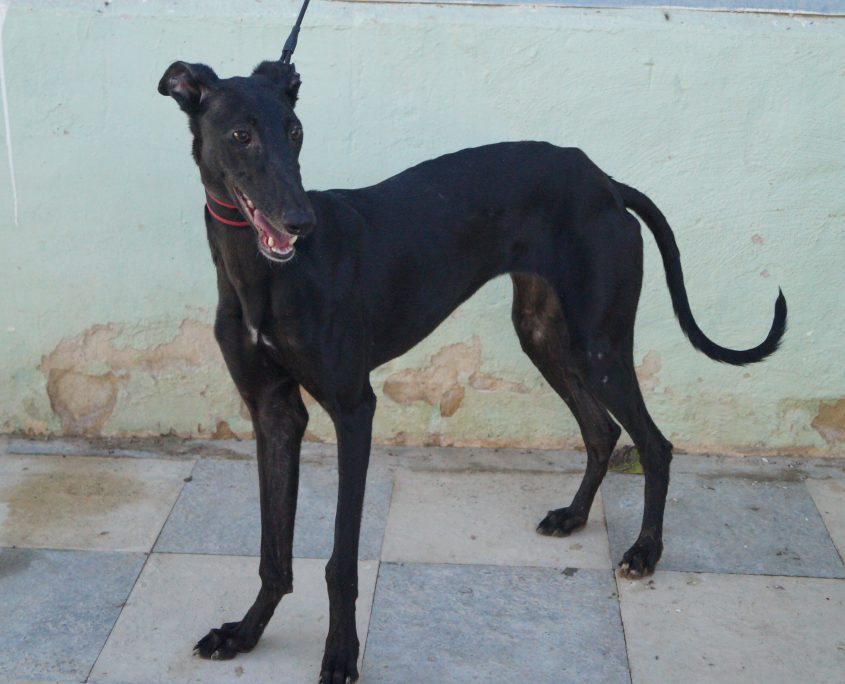 P171023_01 JAIMA H1 (1)