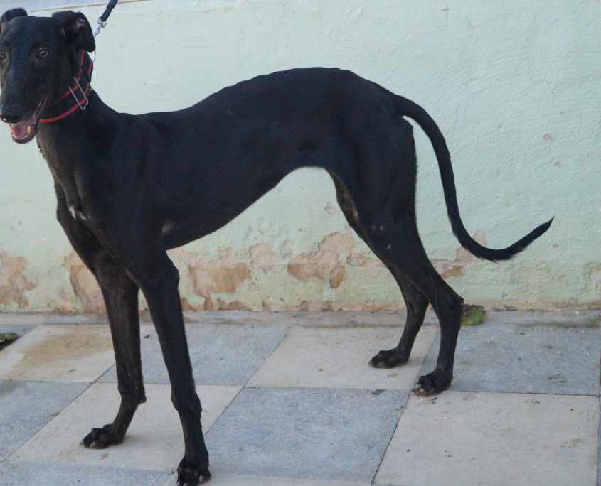 P171023_01 JAIMA H1 (2)