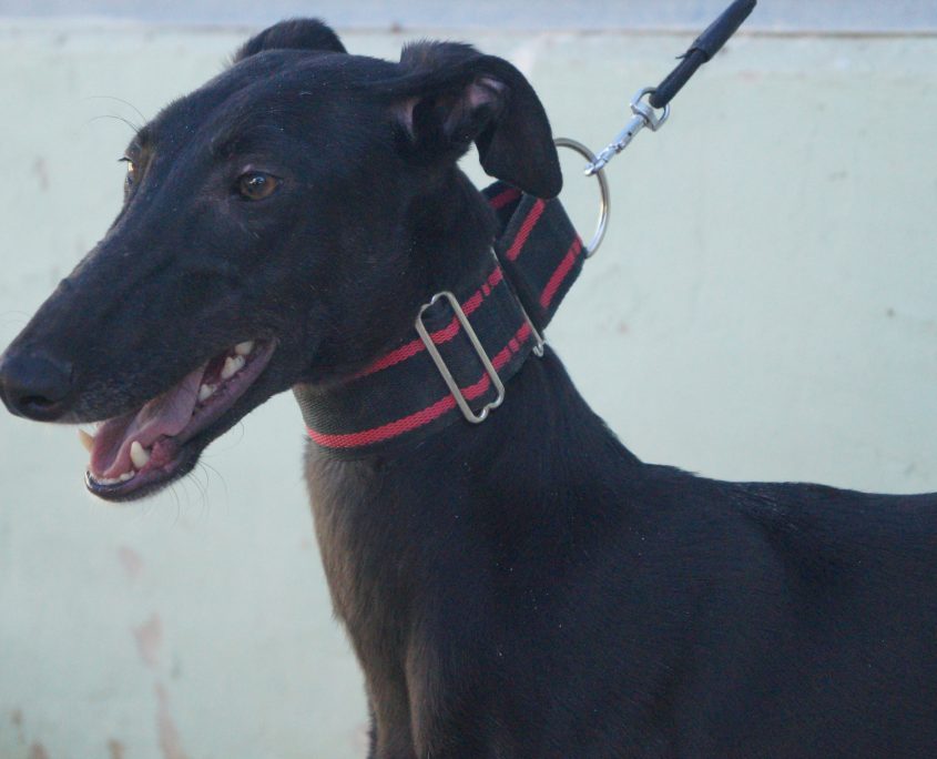 P171023_01 JAIMA H1 (4)