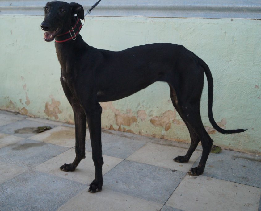 P171023_01 JAIMA H1 (5)