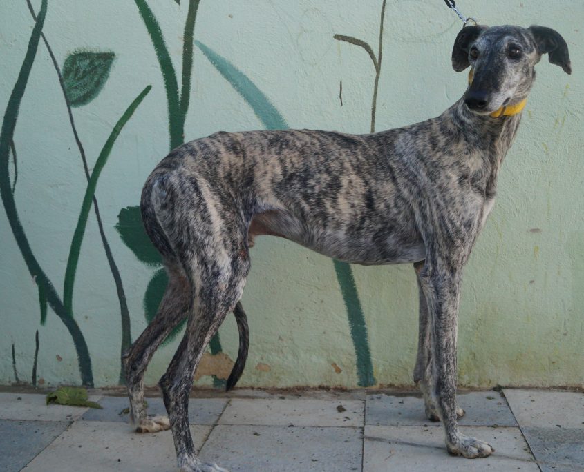 P171107_01 FANDANGO M3 941000018371978 ( ABANDONO) (1)